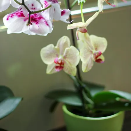 Nadja&dani クレン・ヴァクフ